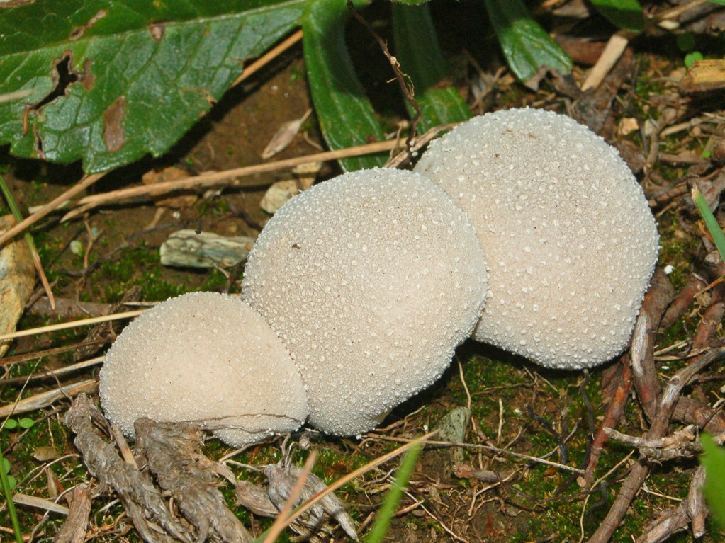 Funghi bianchi